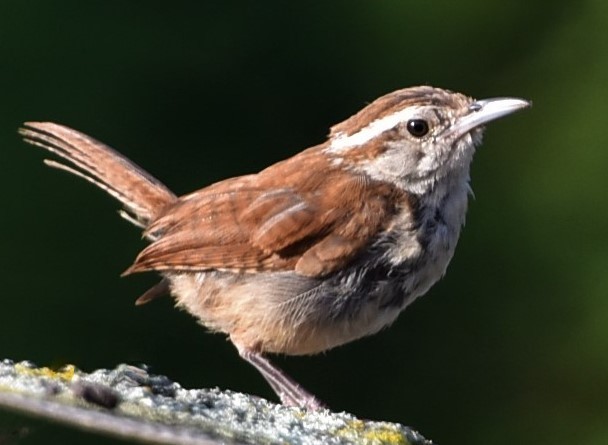 Carolina Wren (Northern) - ML257920131