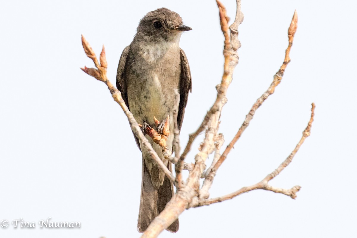 Western Wood-Pewee - ML257920411