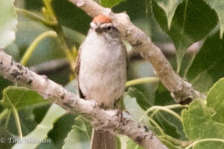 Chipping Sparrow - ML257920691