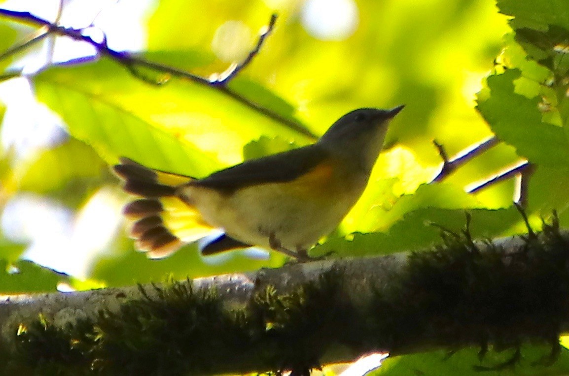 American Redstart - ML257922111