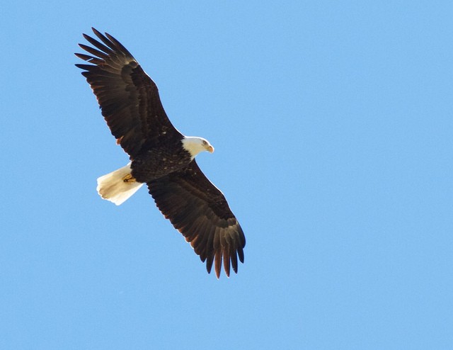 Bald Eagle - ML25792251