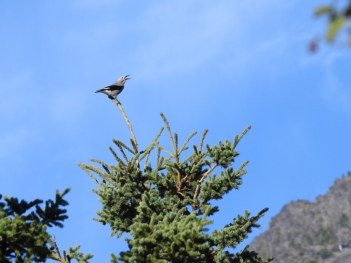 Clark's Nutcracker - ML257922801