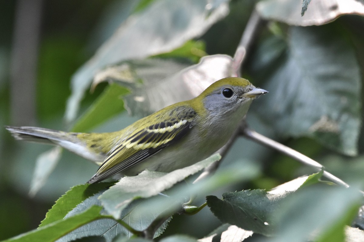 brunsideparula - ML257923981