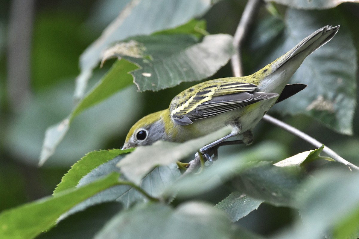 brunsideparula - ML257923991