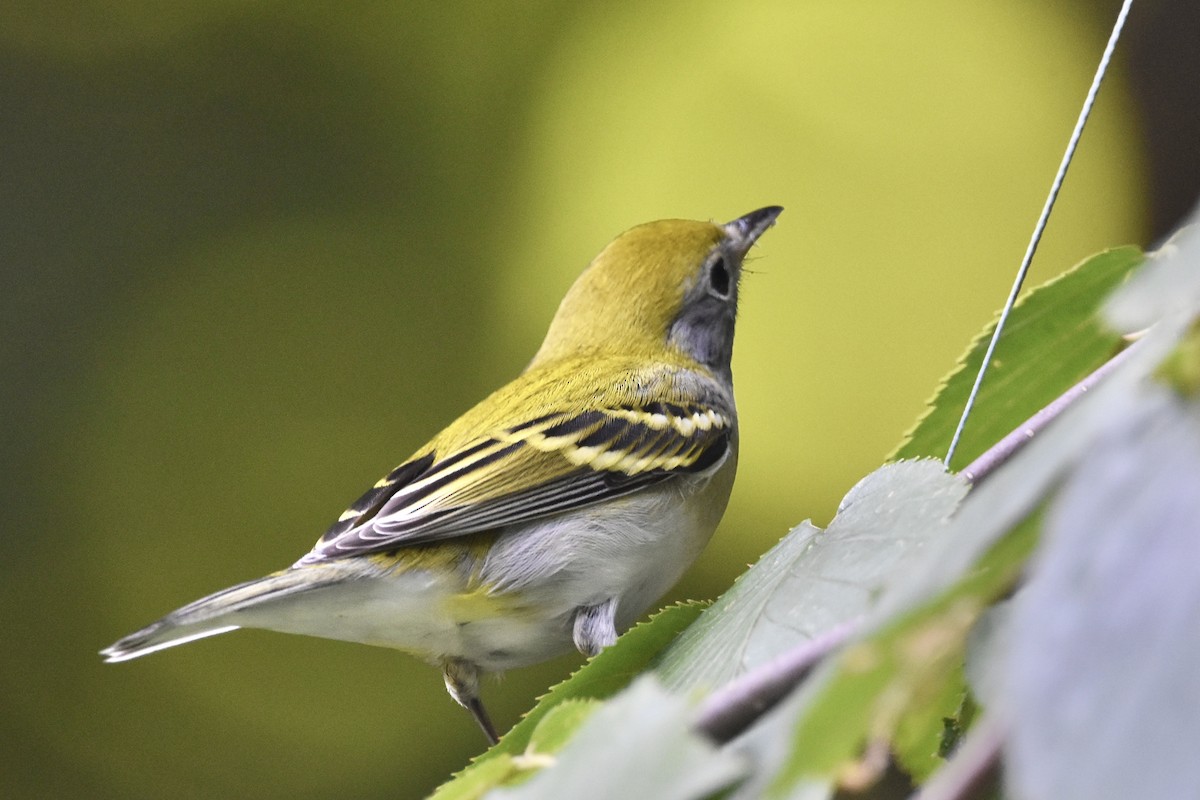 brunsideparula - ML257924041