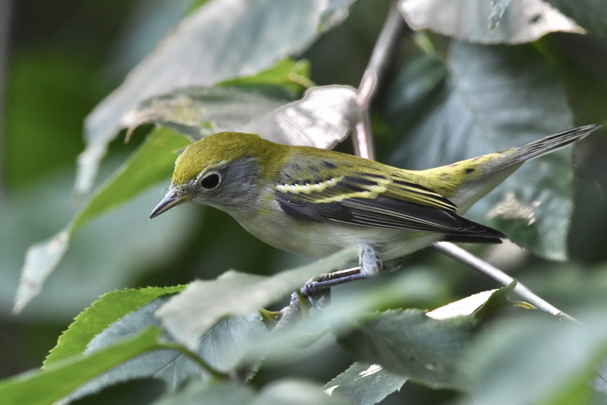 brunsideparula - ML257924051
