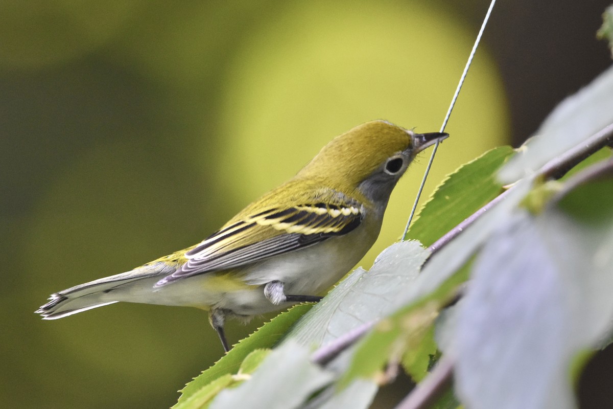 brunsideparula - ML257924061