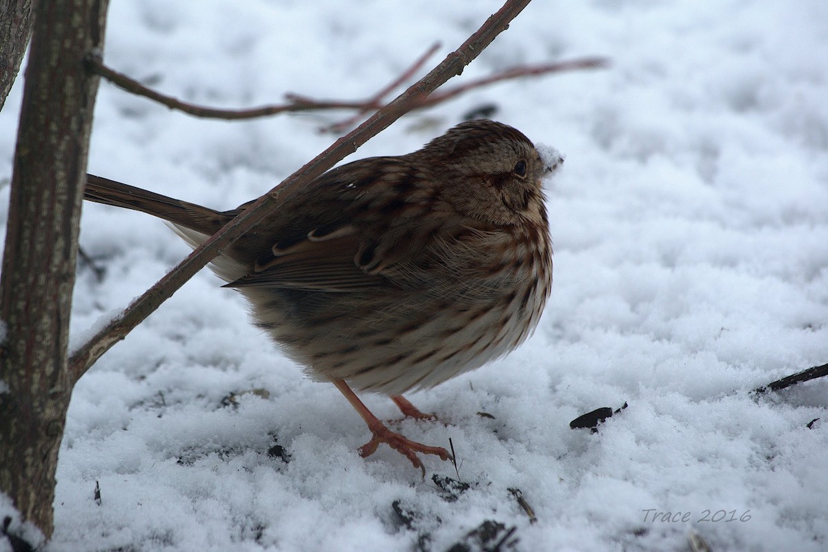 Song Sparrow - ML25792461