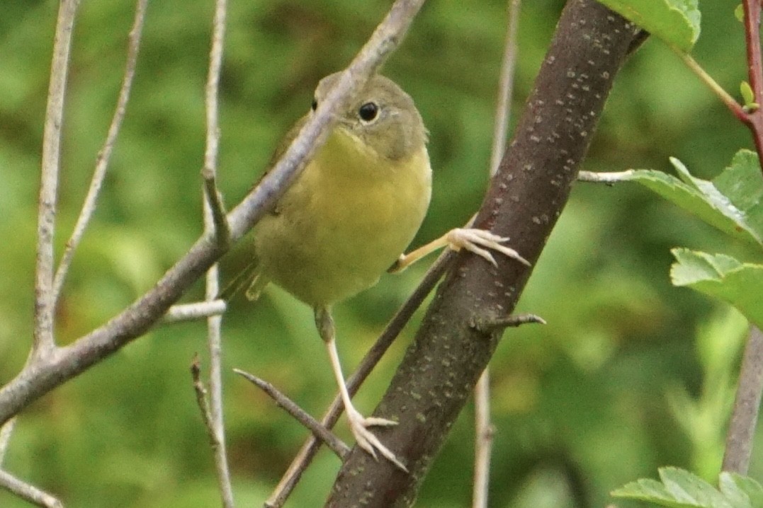 Common Yellowthroat - ML257925001