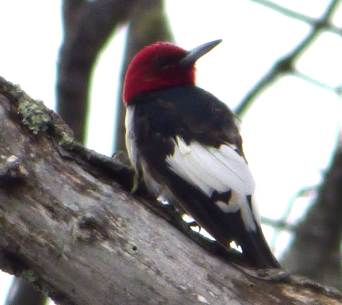 Red-headed Woodpecker - Mary  McMahon