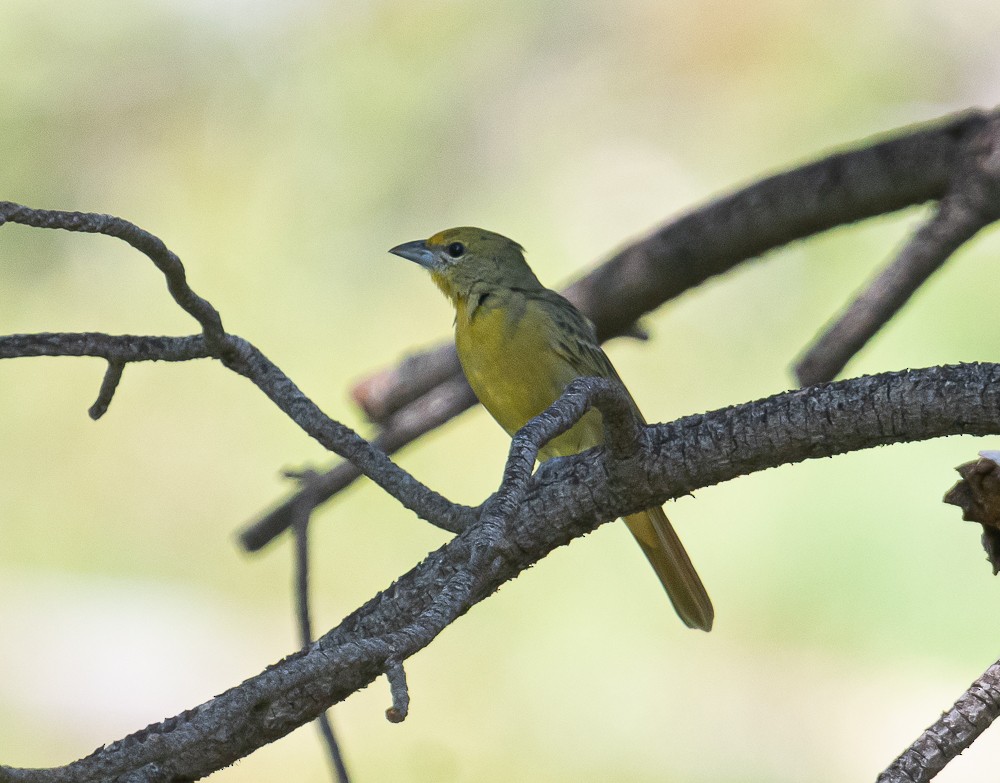 Hepatic Tanager - ML257931861