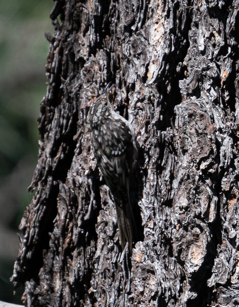 Brown Creeper - Bert Filemyr