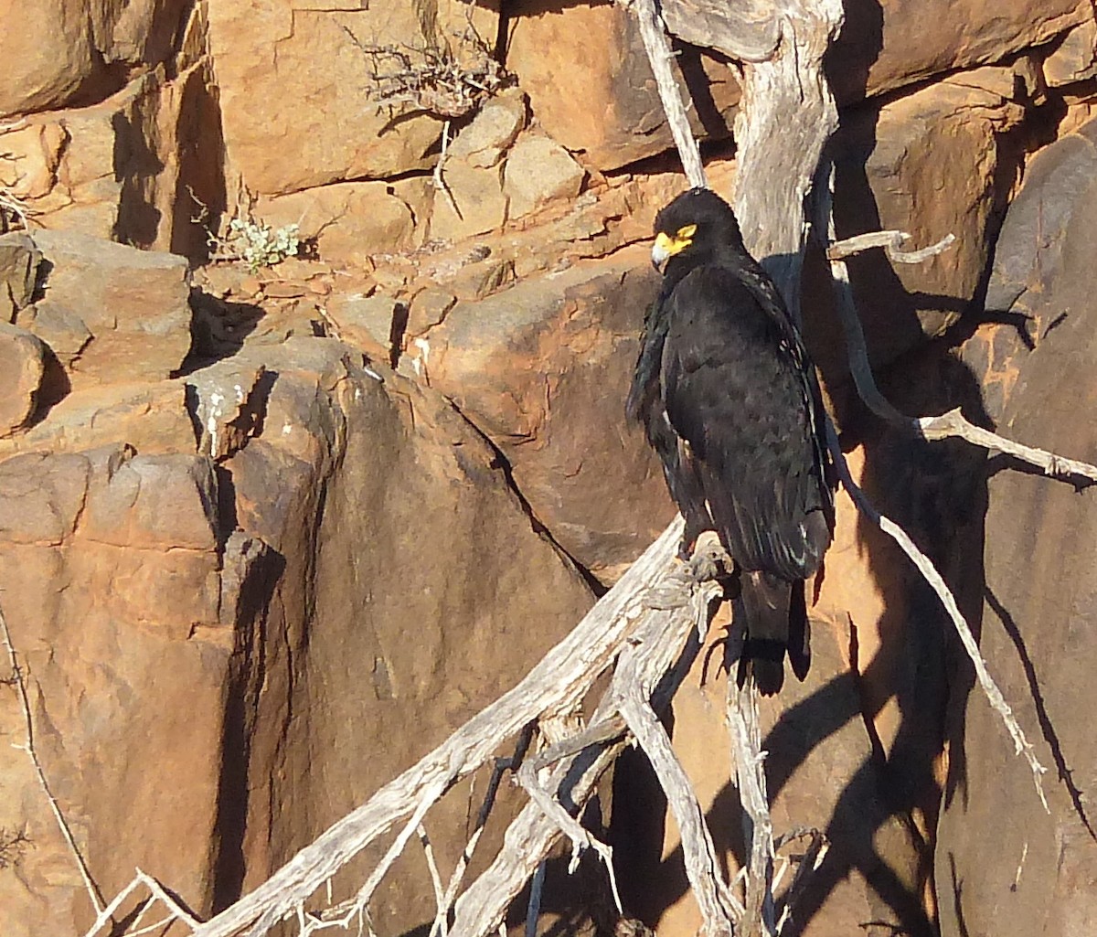 Verreaux's Eagle - ML25793251