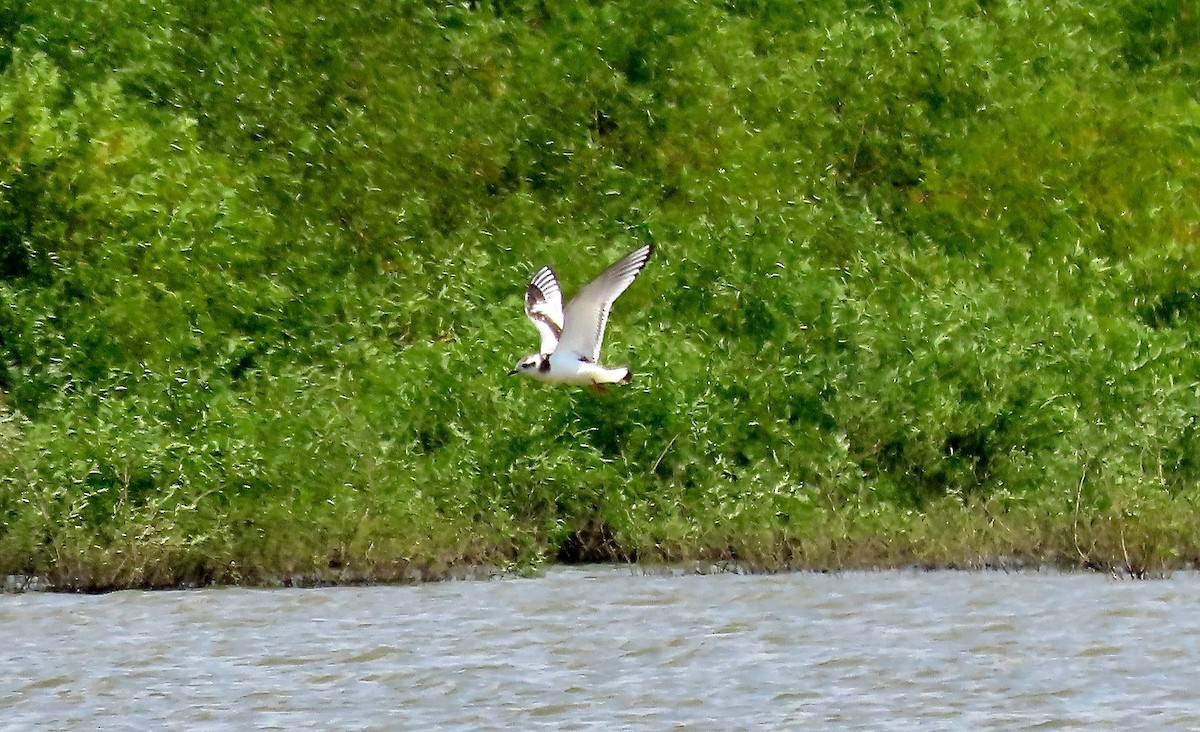 Little Gull - ML257932721