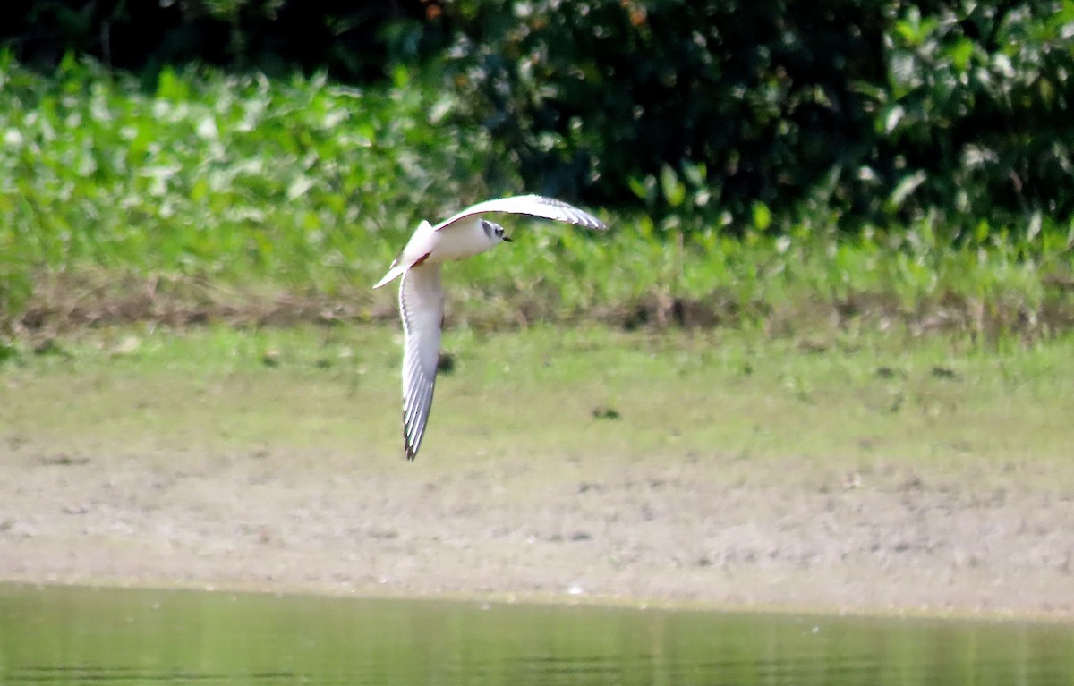 Little Gull - Kisa Weeman