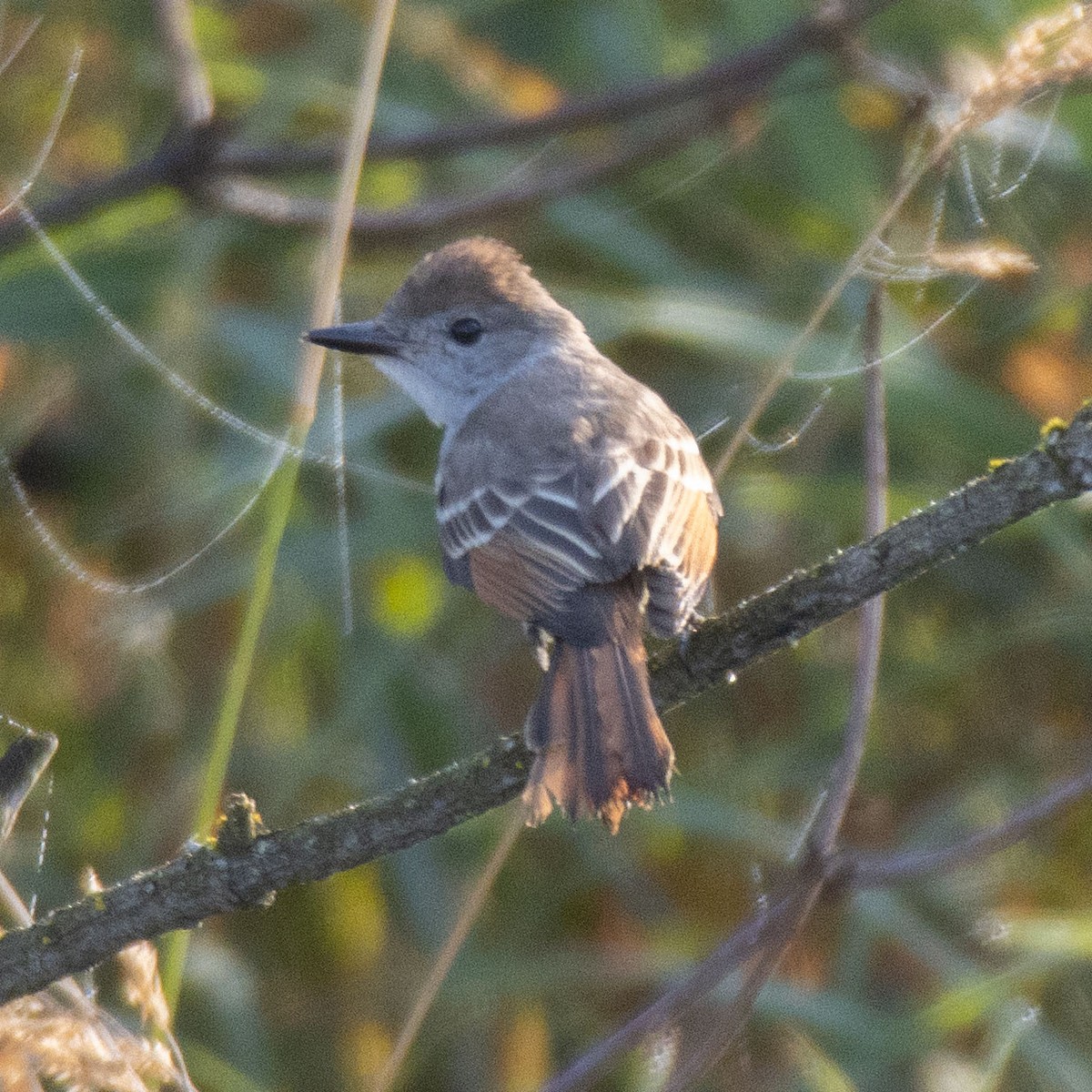 Ash-throated Flycatcher - Colin Clasen