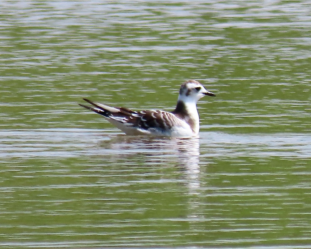 Little Gull - ML257933011