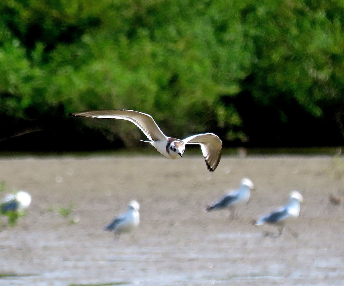 Gaviota Enana - ML257933291