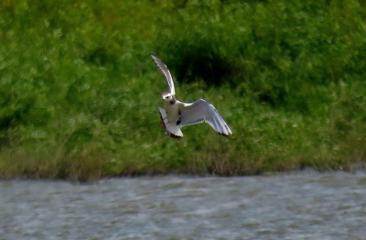 Little Gull - ML257933551