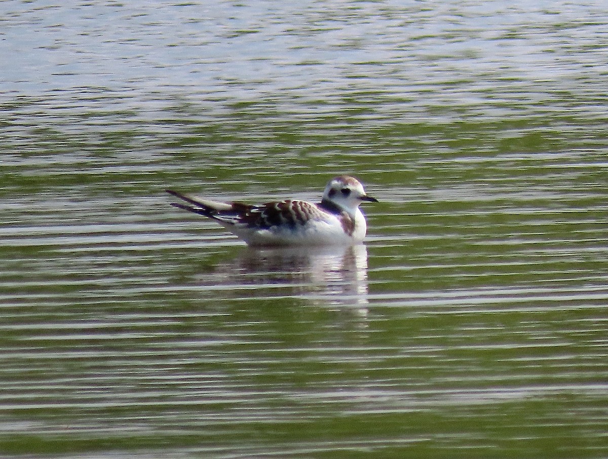 Little Gull - ML257933591