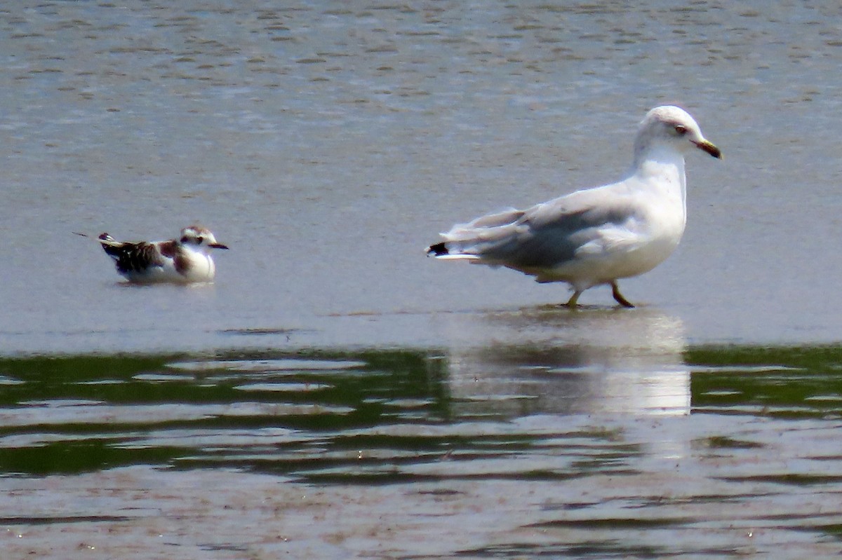 Little Gull - ML257933601