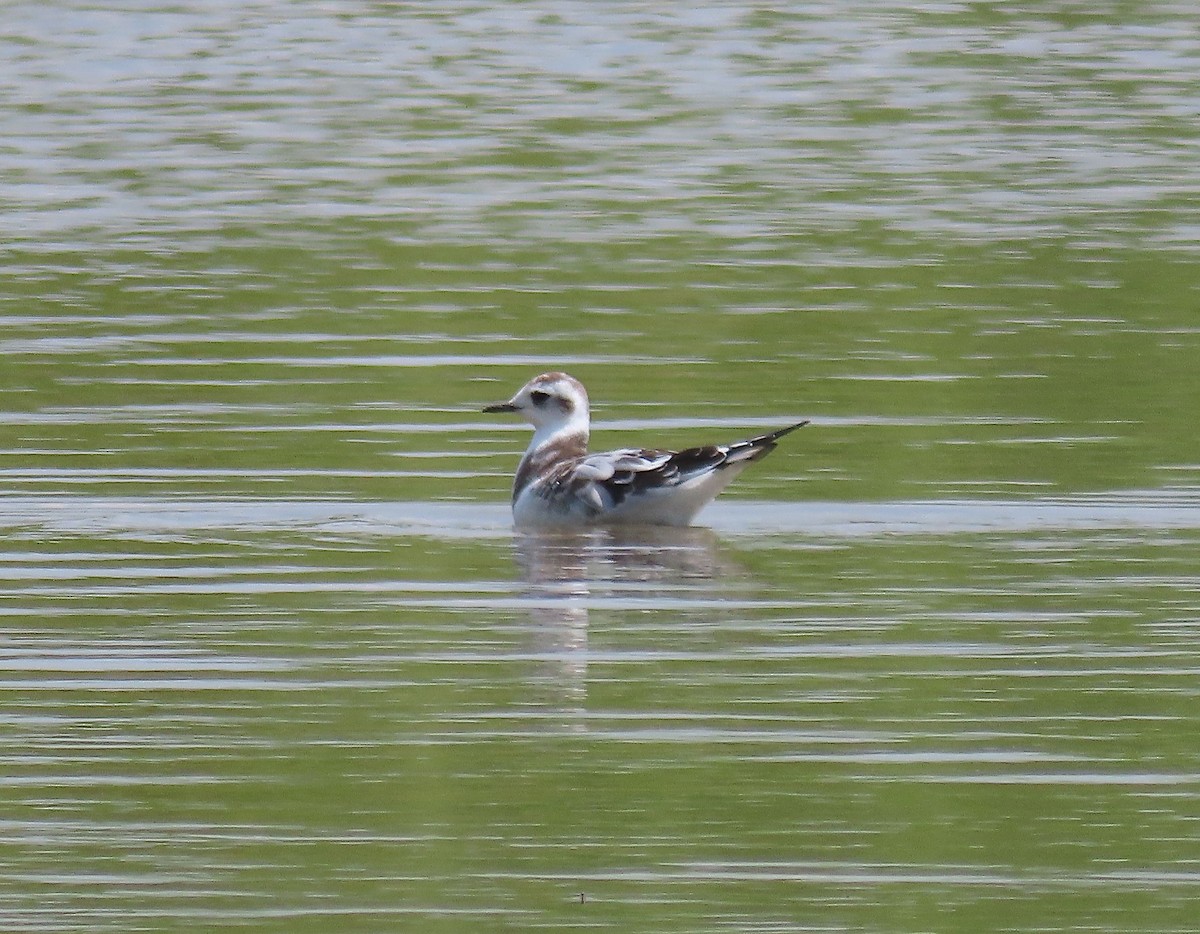 Little Gull - ML257933771