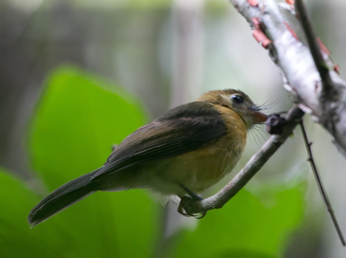 Sulphur-rumped Flycatcher - ML257934931