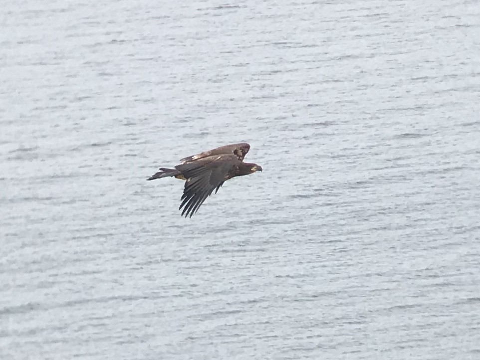 Bald Eagle - ML257938501