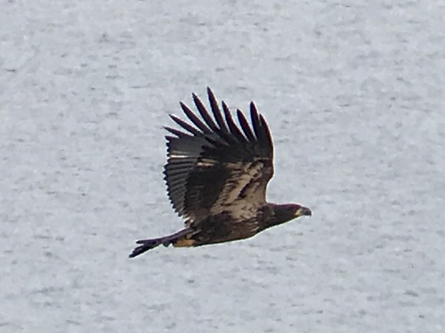 Bald Eagle - ML257938511