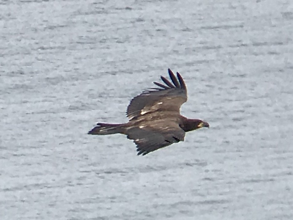 Bald Eagle - ML257938521