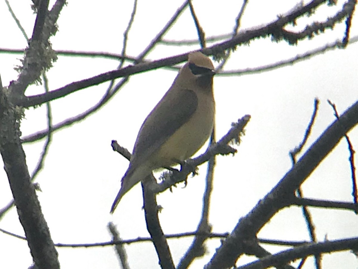 Cedar Waxwing - ML257938661
