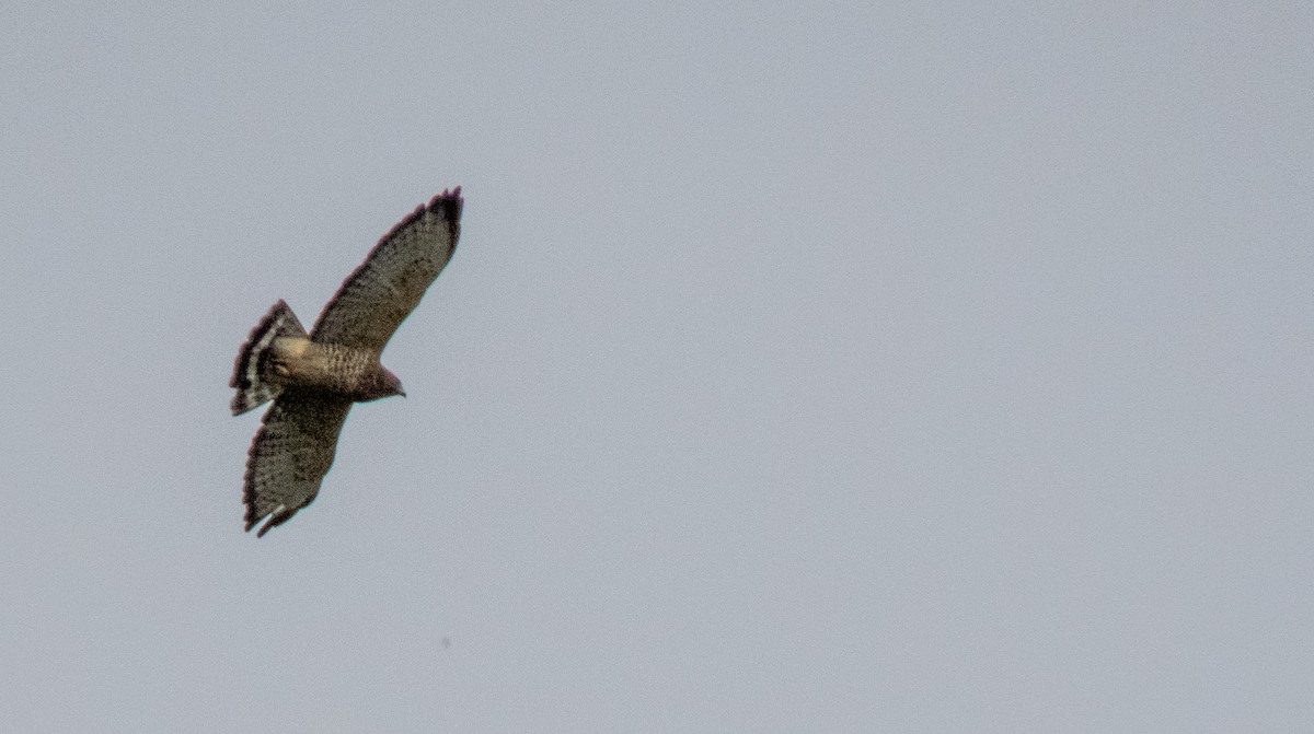 Broad-winged Hawk - ML257939021