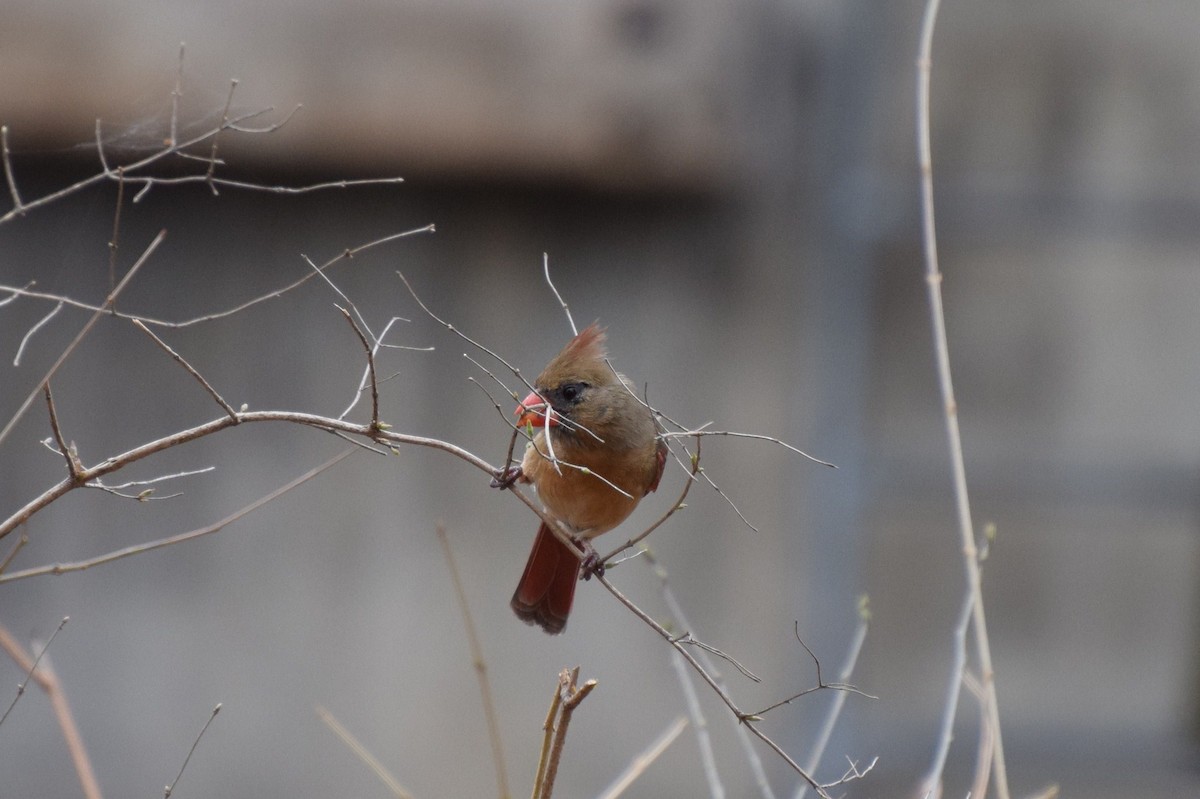 Northern Cardinal - ML25793951