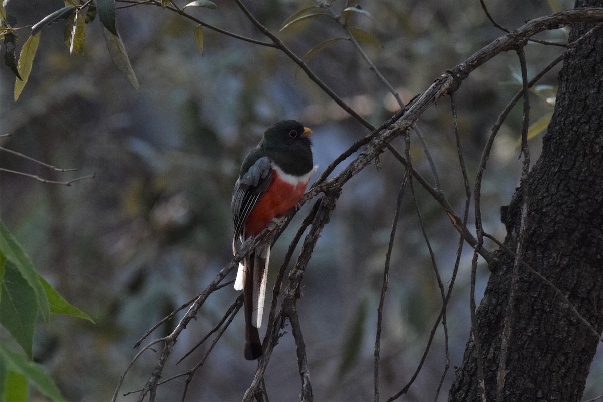 Elegant Trogon - ML257939561