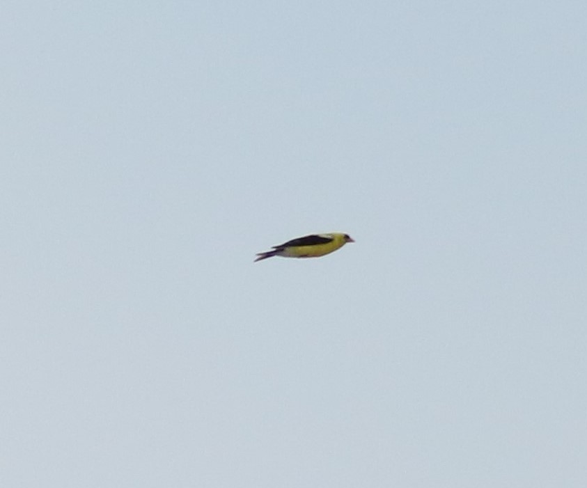 American Goldfinch - ML257941571