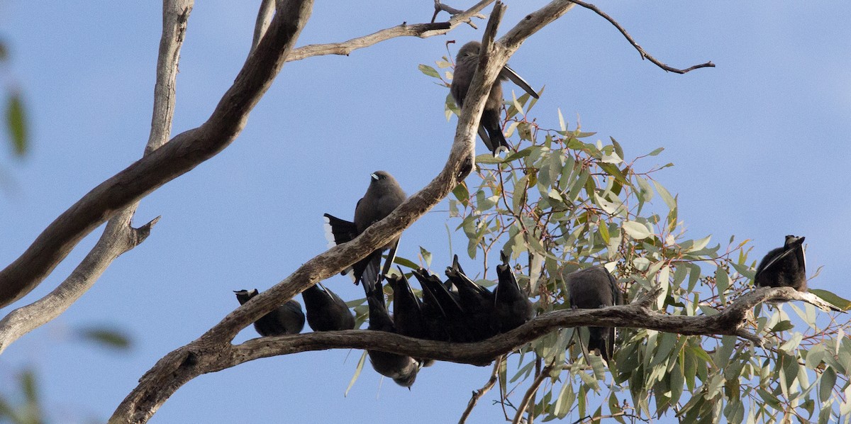 Dusky Woodswallow - ML257944961