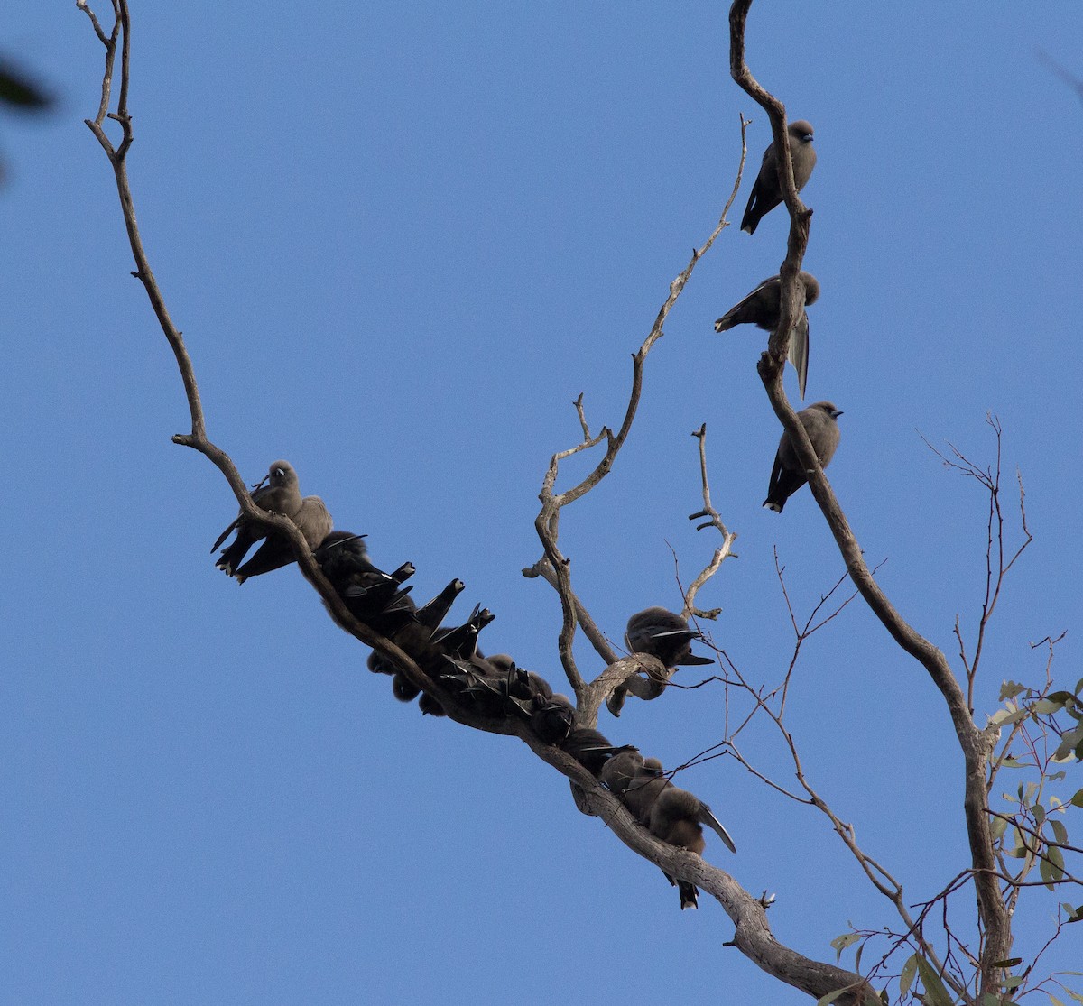 Dusky Woodswallow - ML257944981