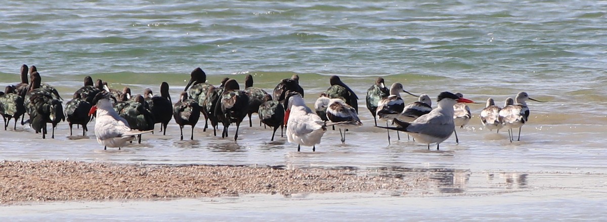 オニアジサシ - ML257945571