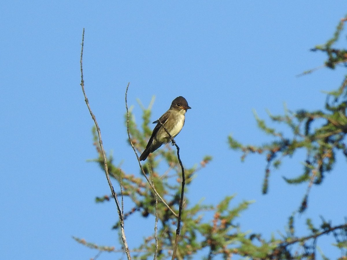 Olive-sided Flycatcher - ML257946951