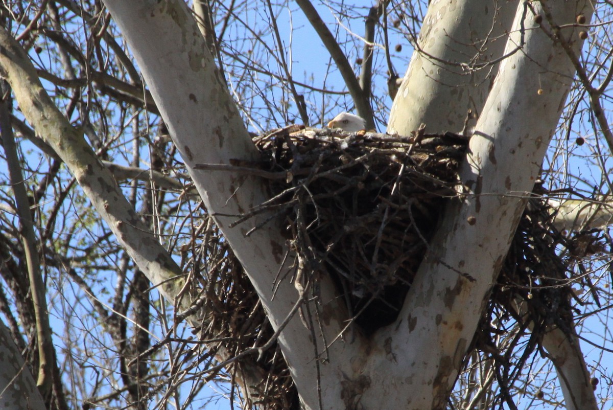 Bald Eagle - ML25794831