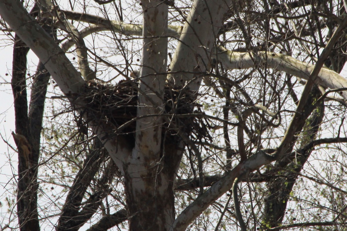 Bald Eagle - ML25794841