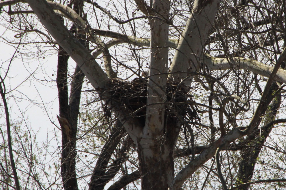 Bald Eagle - ML25794851
