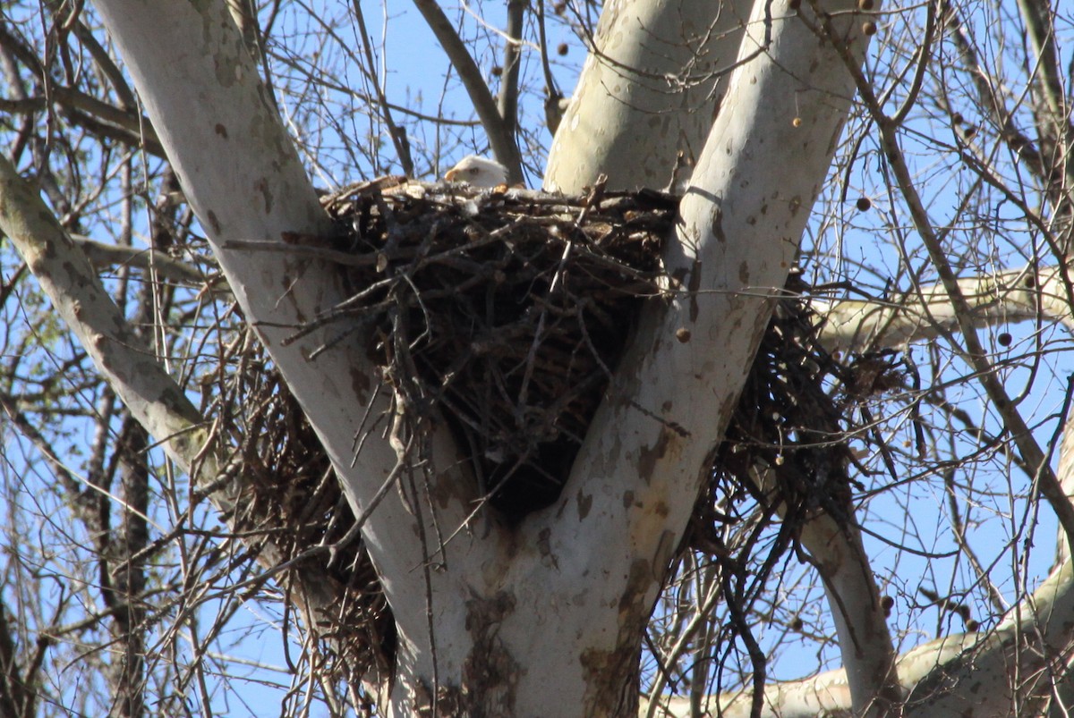 Bald Eagle - ML25794861