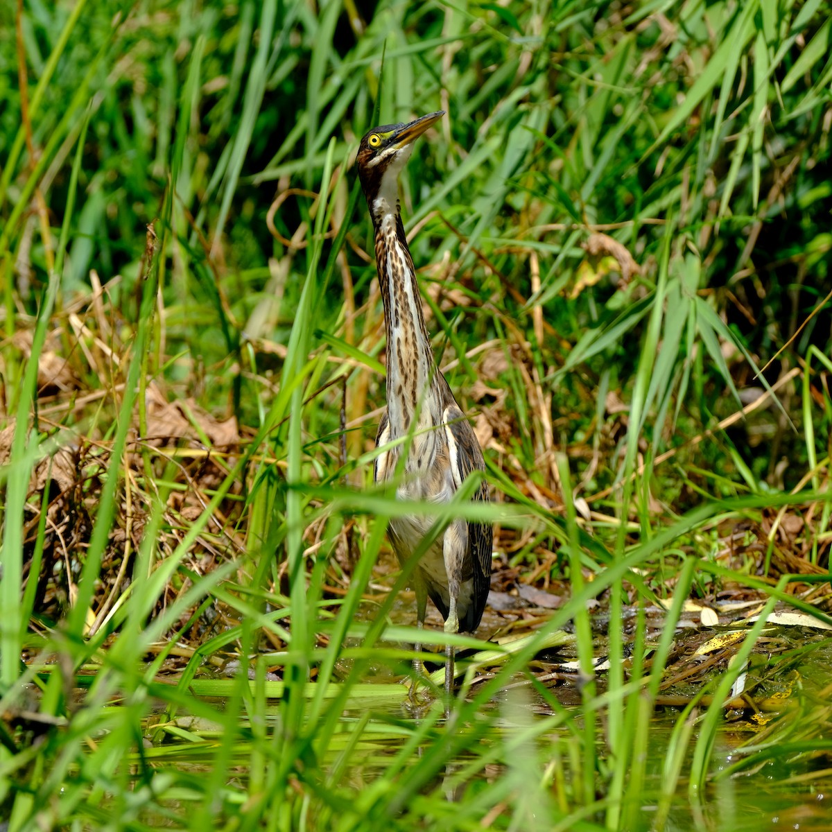 Green Heron - ML257951131