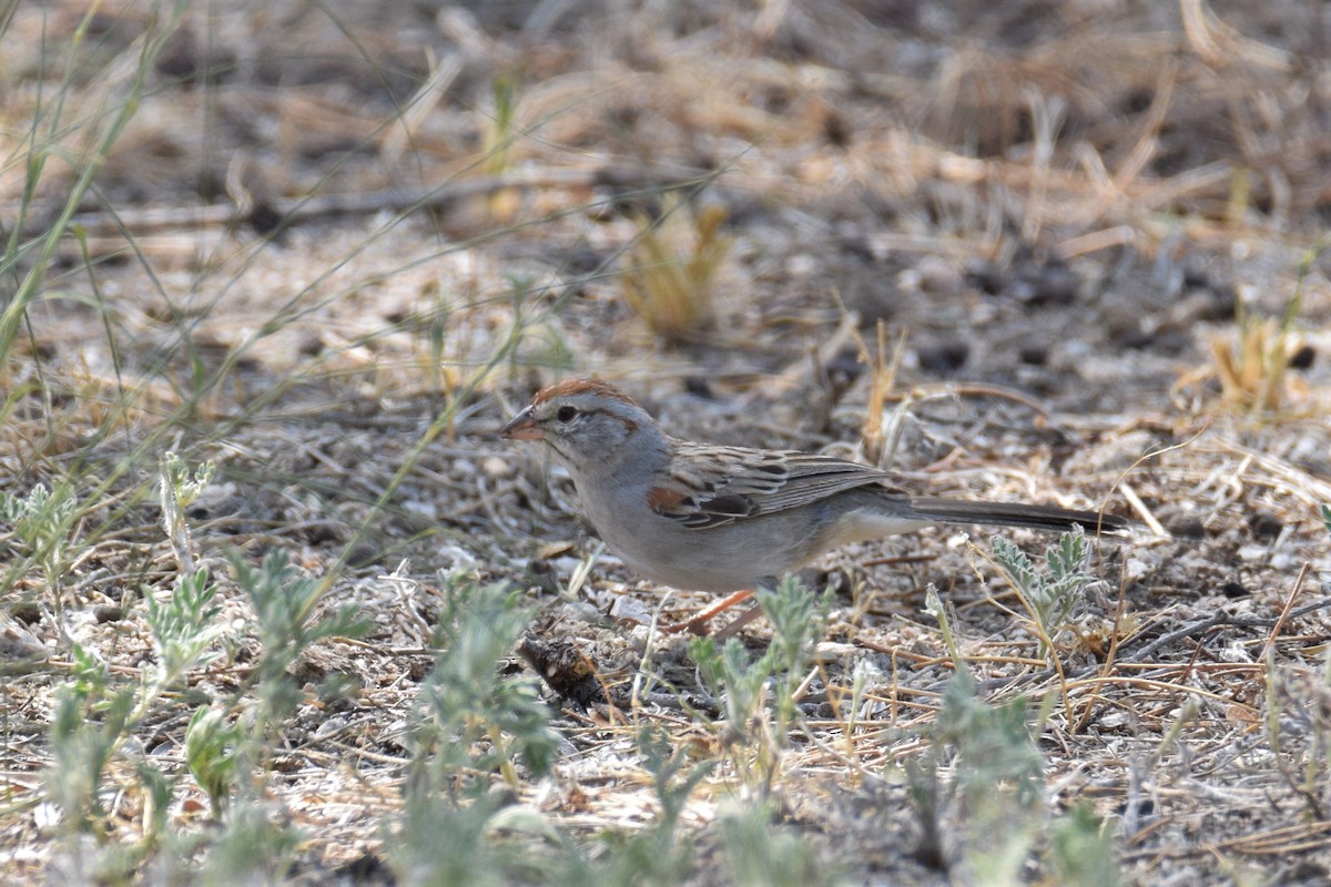 Rufous-winged Sparrow - ML257951441