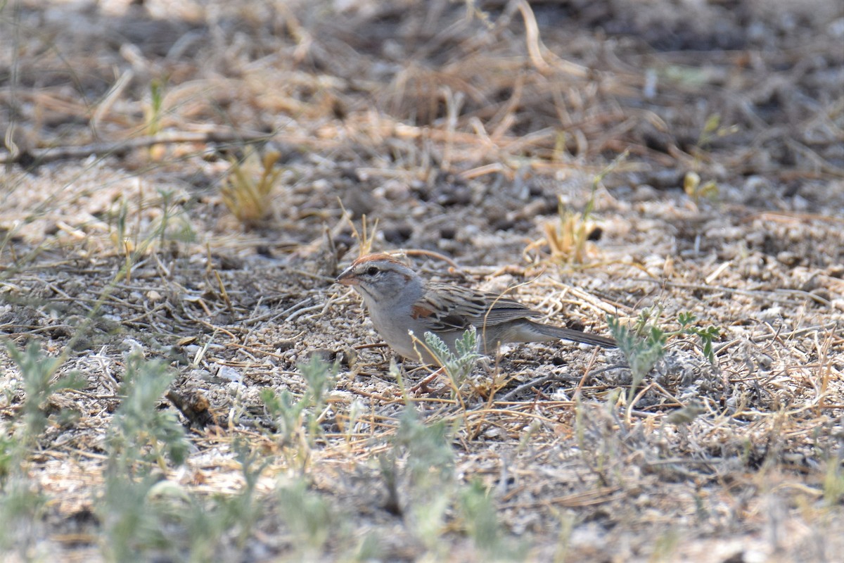 Rufous-winged Sparrow - ML257951451
