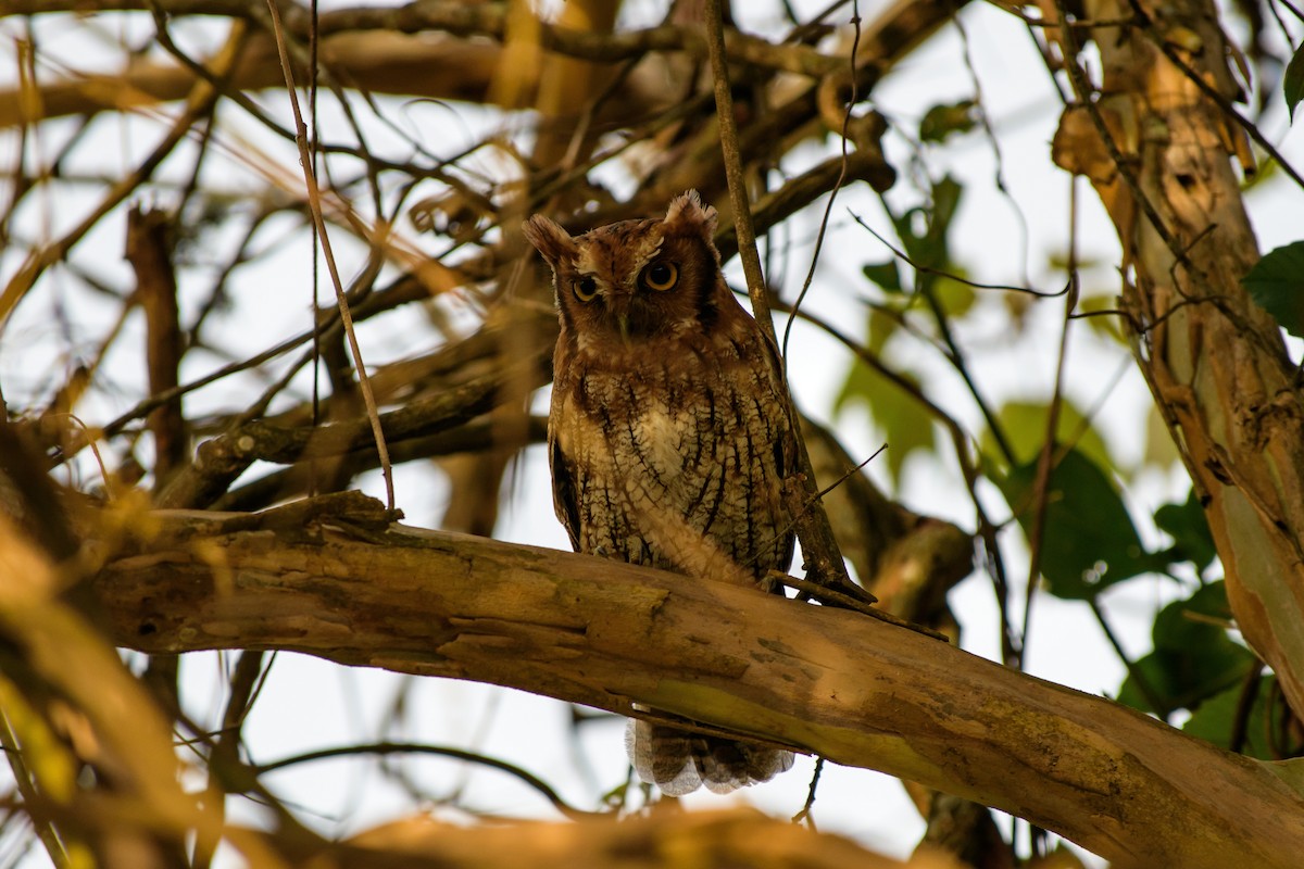 Tropical Screech-Owl - Leidy Arevalo Villamor