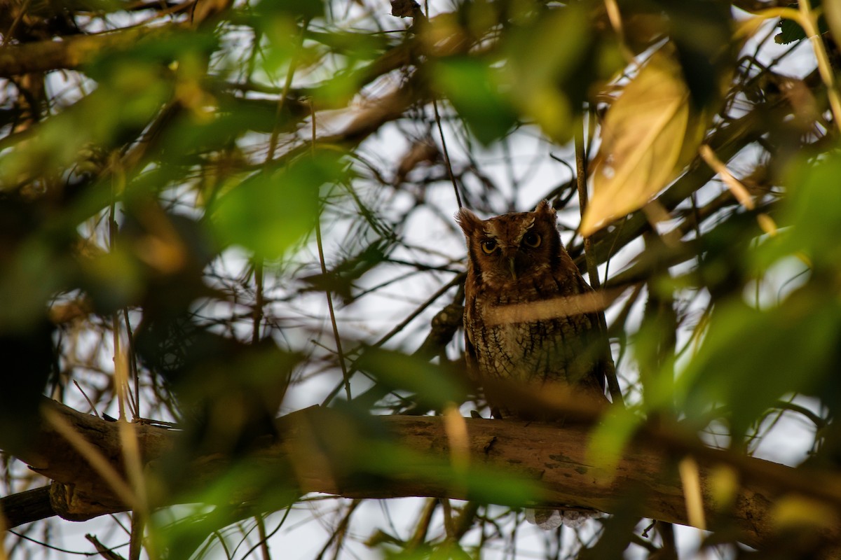 Tropical Screech-Owl - Leidy Arevalo Villamor