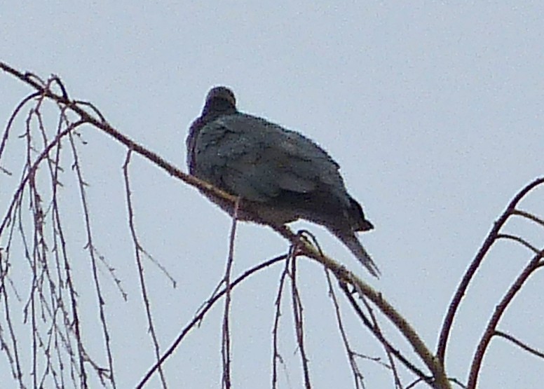 Band-tailed Pigeon - Tracy Lykins
