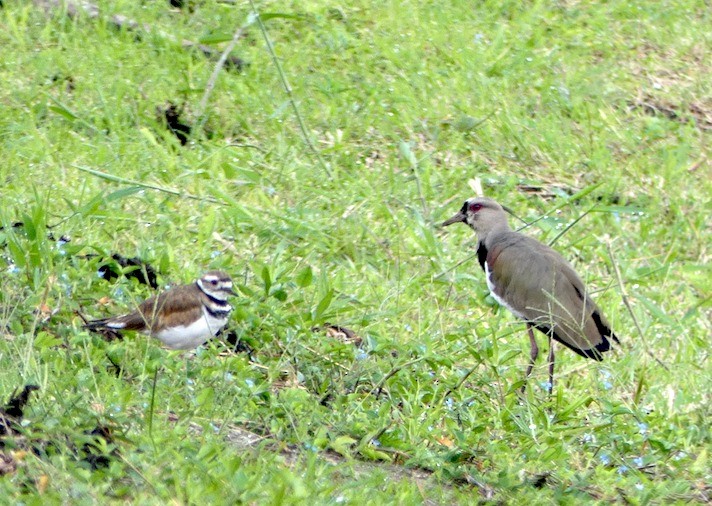 Southern Lapwing - ML257955171